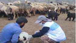 اردوی جهادی خدمات دامپزشکی در مارگون/ تأکید بر کوچ به‌موقع عشایر در مواجهه با ال‌نینو